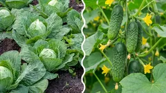  Was passiert, wenn man Kohl neben Gurken pflanzt: ein Fehler oder die richtige Entscheidung?