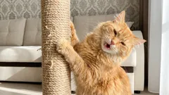Wie man einer Katze das Kratzen am Sofa abgewöhnt, ohne sie zu bestrafen: ein einfacher 7-Schritte-Plan.