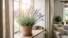 Zimmerpflanzen, die helfen, Stress zu bekämpfen